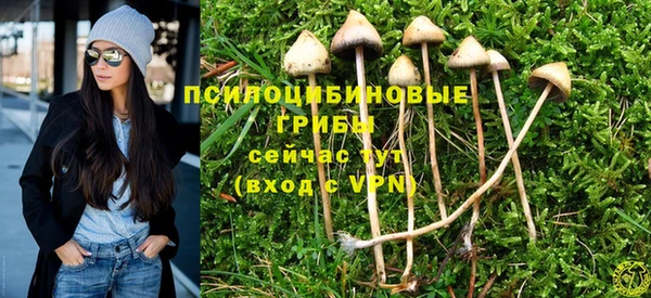 прущие грибы Белокуриха