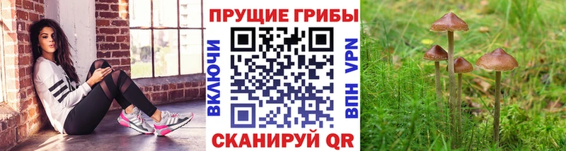 Галлюциногенные грибы прущие грибы  Кириллов 